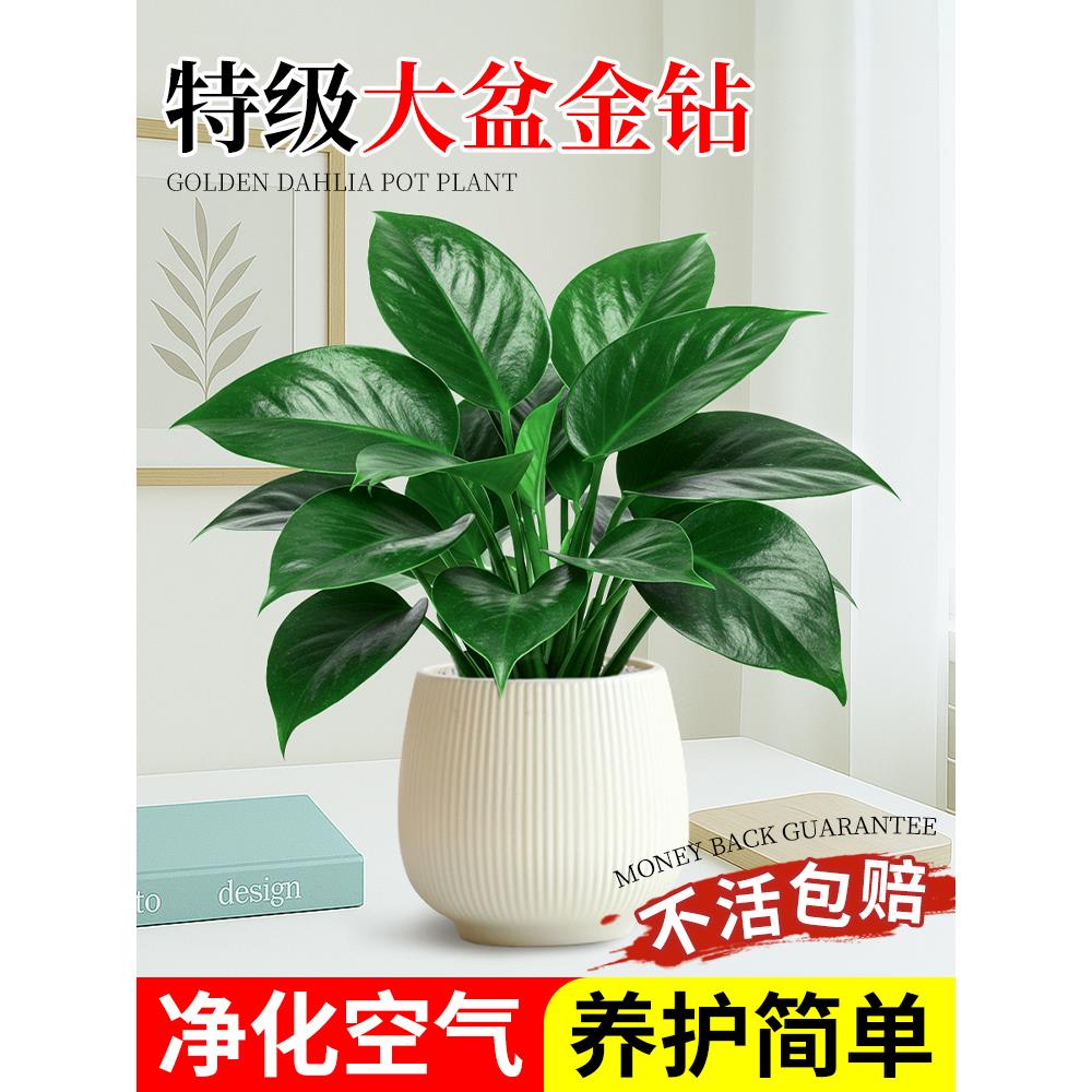 金钻绿公主盆栽室内办桌面