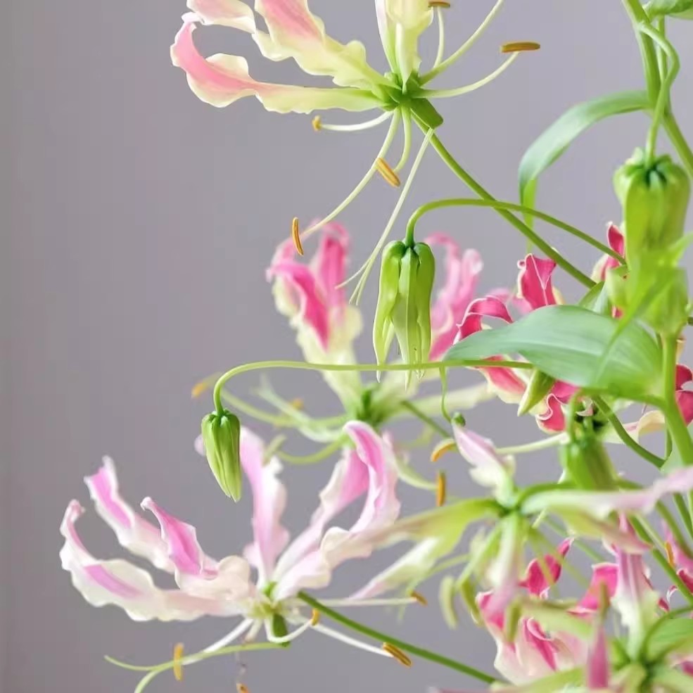 荷兰嘉兰百合火焰宫灯花种子攀爬种球植物盆栽多年生阳台庭院花卉