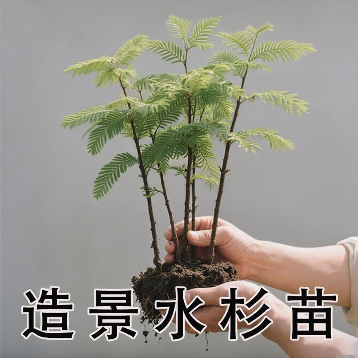 水杉培造型盆景室内办公好