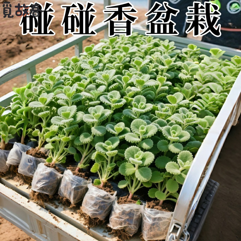 碰香盆栽可食用绿植驱蚊提