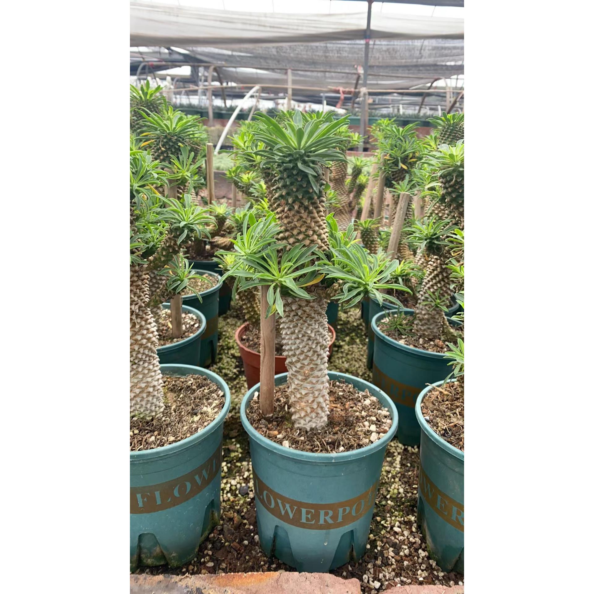 进口稀有铁甲麒麟多肉仙人掌植物盆栽室内办公绿植带盆土发货包邮