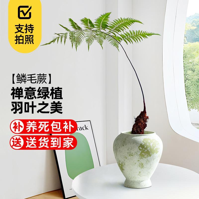 网红鳞毛蕨盆栽客厅国风禅意盆景一叶蕨室内好养植物桌面蕨类绿植