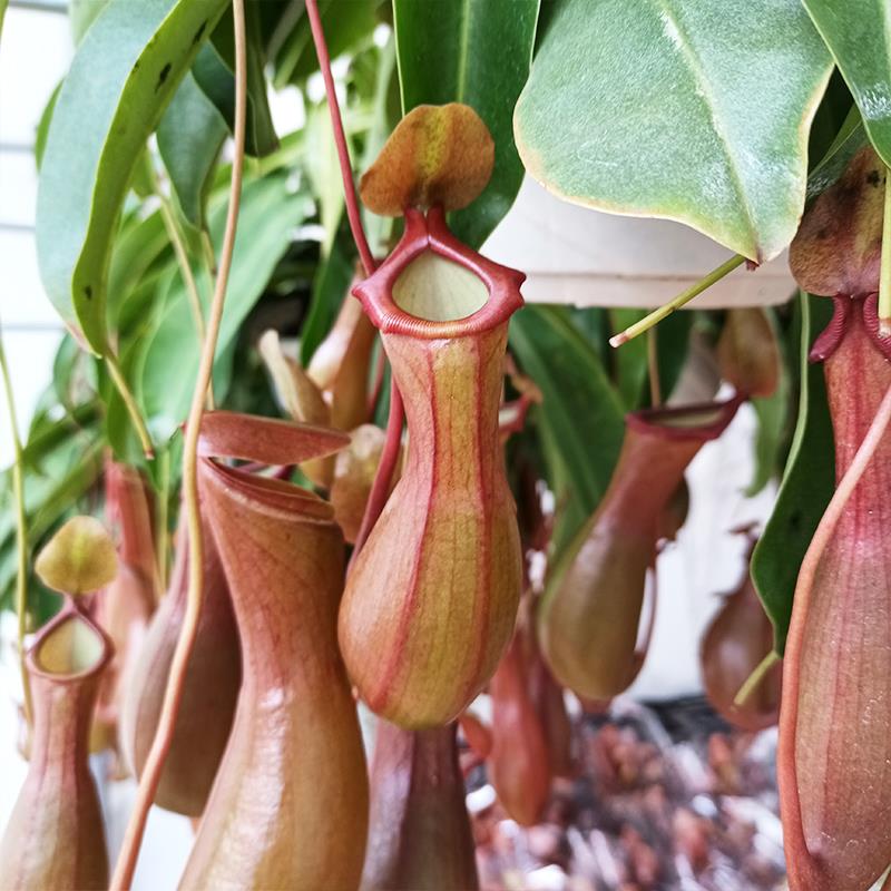 猪笼草盆栽绿植花卉多年生食虫驱蚊植物常年长笼子耐高温阳台室内