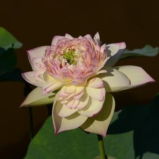 盆池栽庭院水生花卉观赏荷花种藕 南召佛光 碗莲乌托邦 中大型