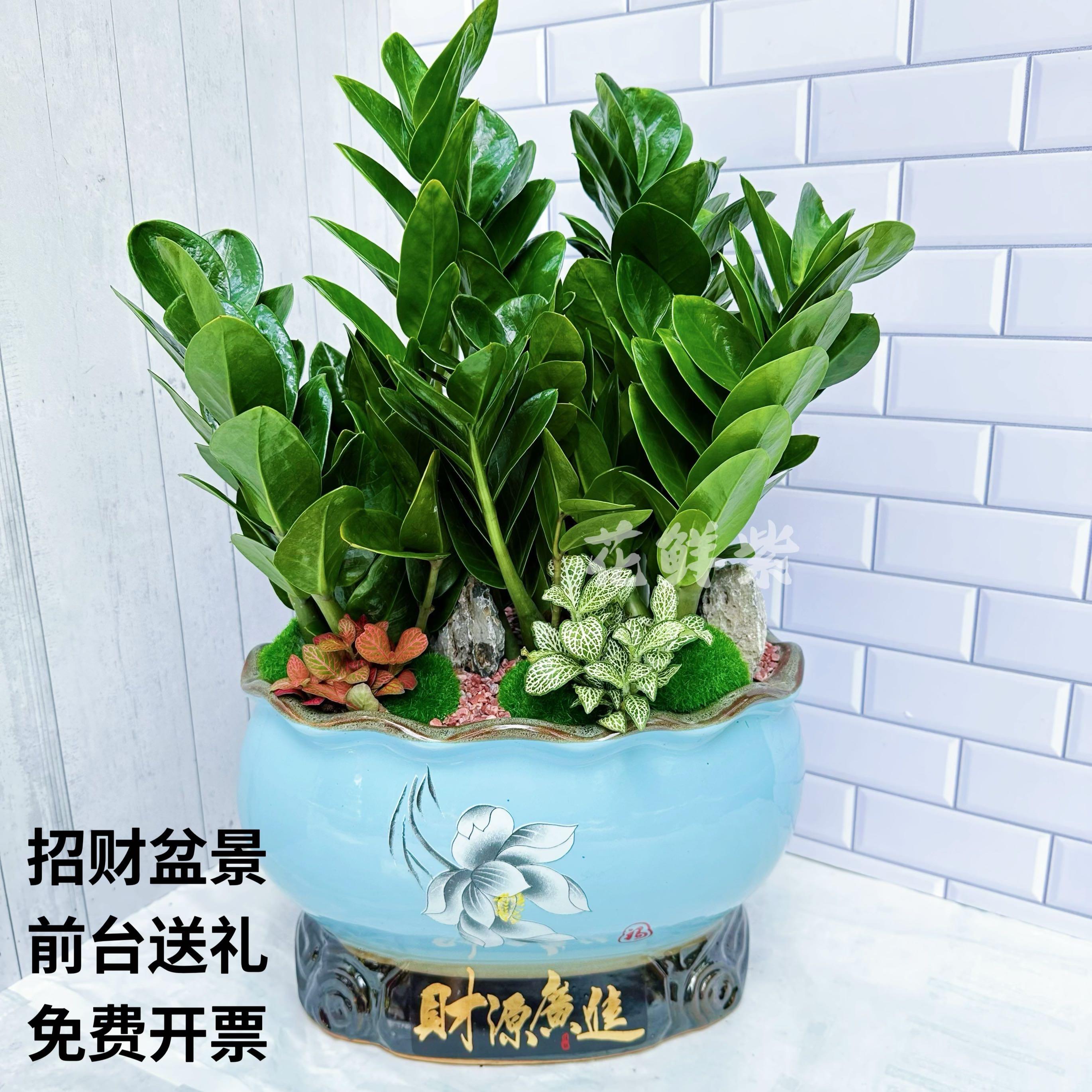 金钱树盆栽招财纳福植物室内客厅办公室桌面绿植大棵送礼花卉盆