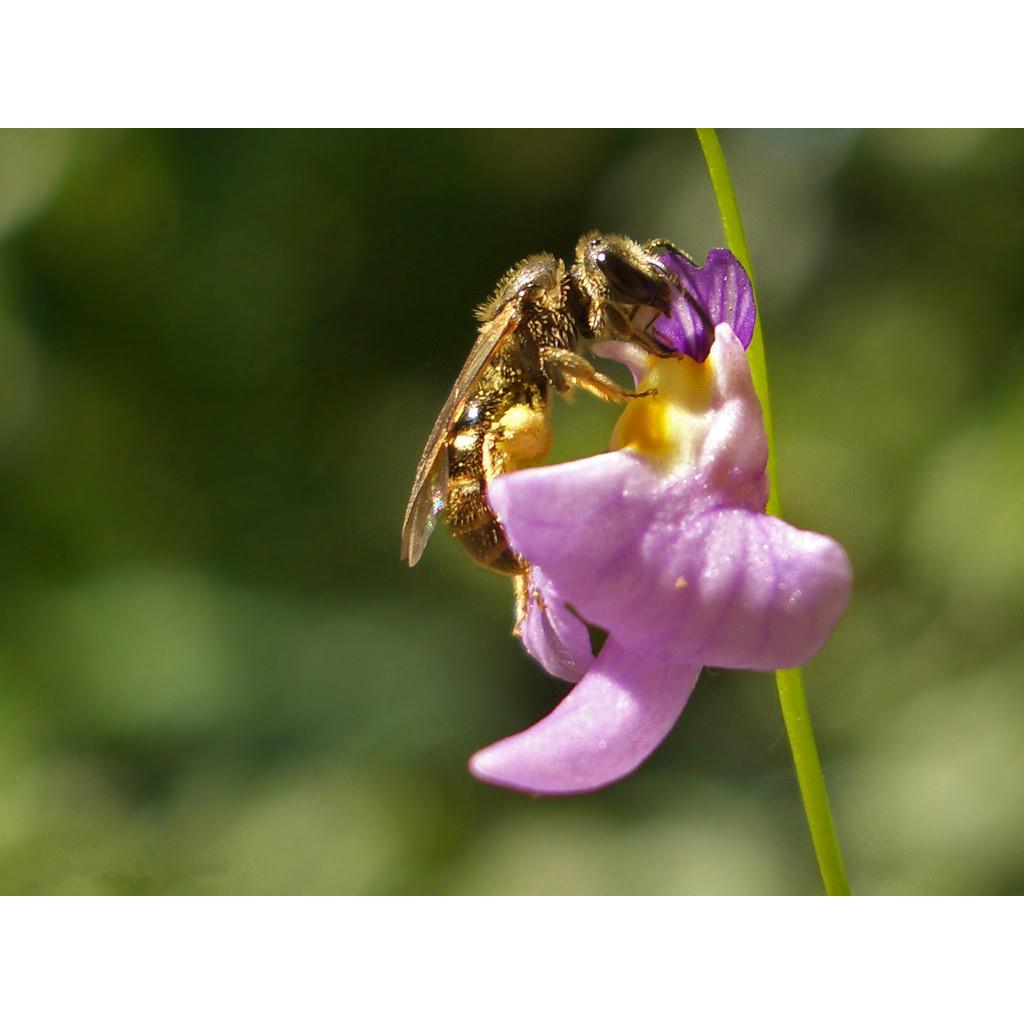 瓦堡狸藻食虫植物盆栽食虫草人水培室内花卉微景观挖耳草