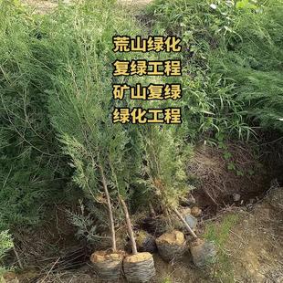 侧柏树苗地柏树苗沙地柏苗龙柏树苗扁柏桧柏树苗荒山复绿化苗木
