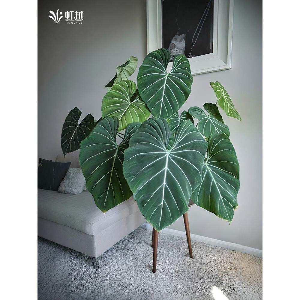 虹越蔓绿绒橙柄观叶绿植室内盆栽阳台办公桌面好养活常绿网红热植,鲜花速递/花卉仿真/绿植园艺,绿植,淘宝优惠券,粉丝福利购,淘宝优惠卷