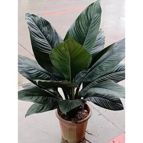 绿巨人盆栽室内客厅大型植物万年青大叶白掌吸甲醛绿植办公室盆景