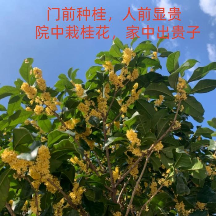 绿化桂花树苗八月桂金桂朱砂桂带土球庭院别墅地栽浓香型丹桂植物