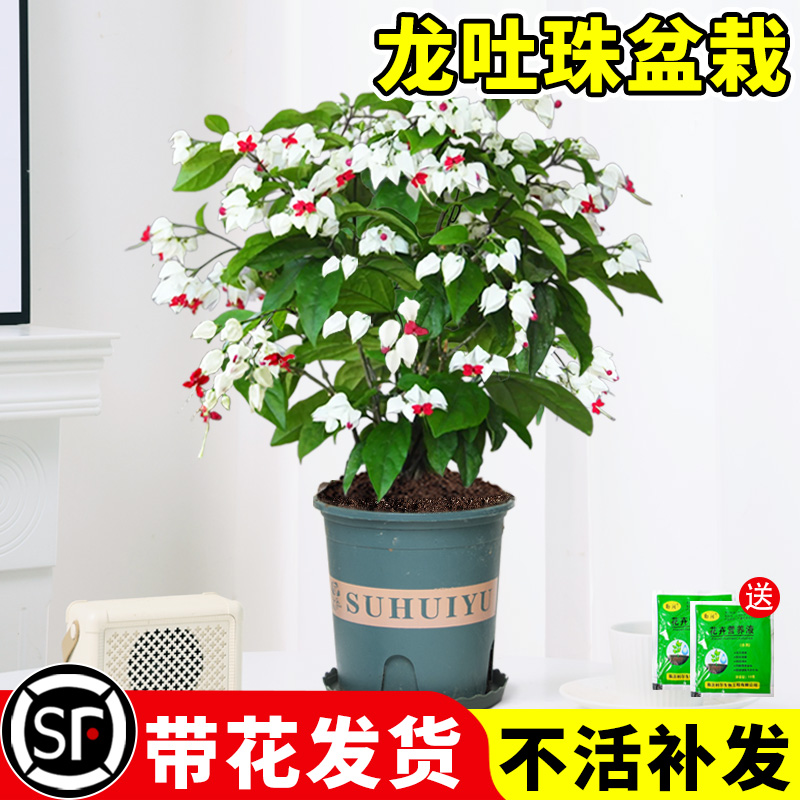 龙吐珠盆栽带花苗老桩室内桌面四季好养花卉绿植阳台庭院爬藤植物