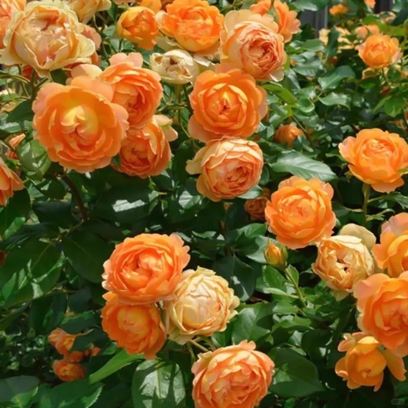 藤本蜂蜜焦糖月季花苗爬藤大花浓香开花橘黄蔷薇花卉四季盆栽玫瑰