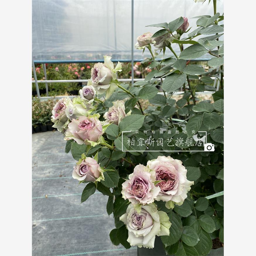 首饰盒月季花大苗盆栽河本蓝紫色系列阳台庭院花卉绿植物耐热抗病