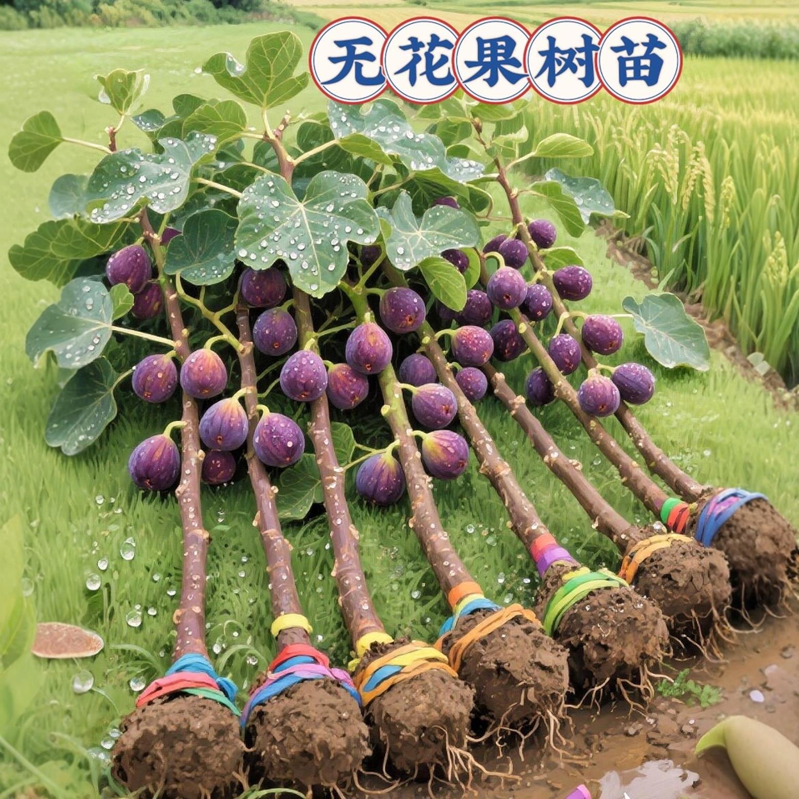 无花果树果苗带果盆栽树苗波姬红特大果南北方四季格莱斯果树耐寒