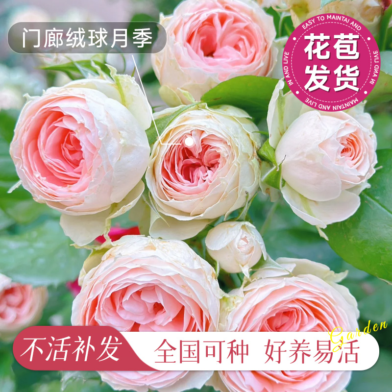 绒球门廊月季花大苗多季开花卉灌木阳台盆栽耐热盆栽带花苞绿植物