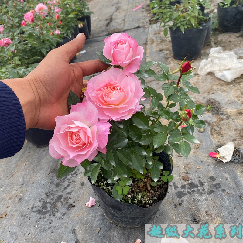 柏宜斯海神王微型月季花苗庭院阳台盆栽花卉大花勤花多季开花