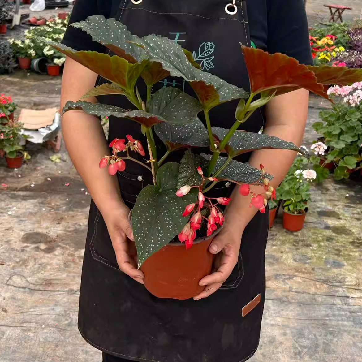 竹节海棠花卉盆栽大叶斑点四季阳台观叶红花秋海棠木本绿植物好养