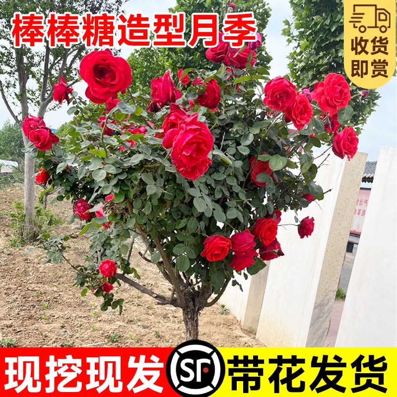 棒棒糖月季庭院阳台花园植物特大树状树桩月季老桩多季开花卉盆栽