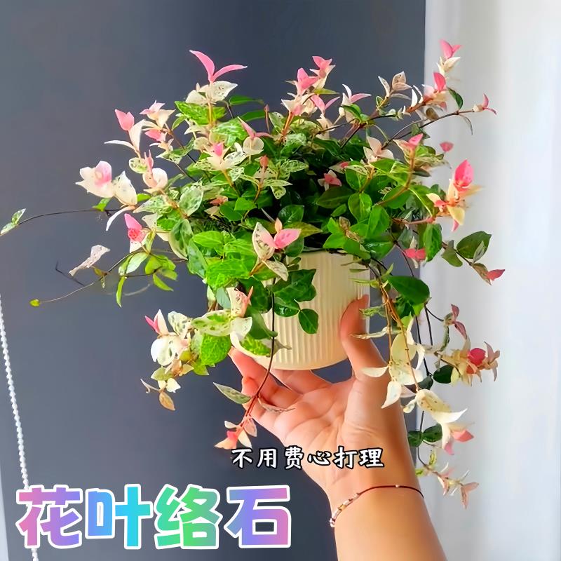 垂吊花叶络石四季五彩花卉盆栽彩络叶吊篮阳台爬藤苗绿植庭院植物