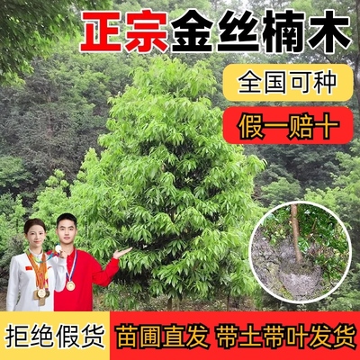 金丝楠木树苗正宗庭院四季常青名贵小叶紫檀盆栽桢楠南方北方大树