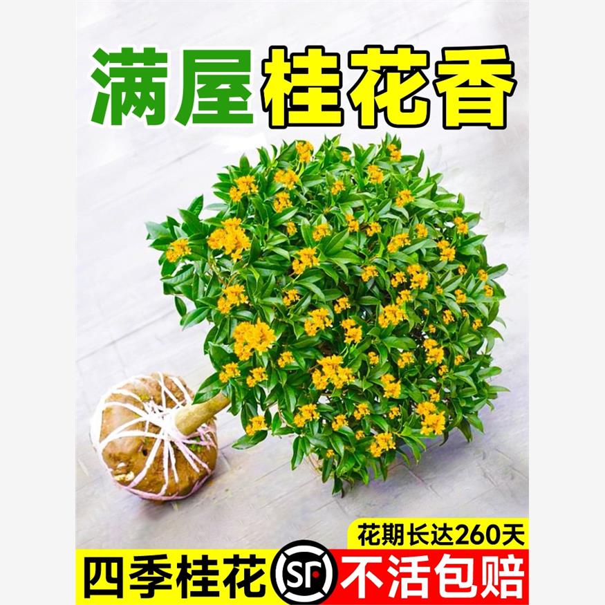 桂花树苗四季桂盆栽可食用花卉开花不断室内外阳台浓香型老桩盆景