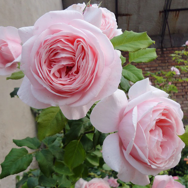 娜荷马爬藤G月季花苗阳台庭院攀爬植物花卉多季开花浓香粉色欧洲