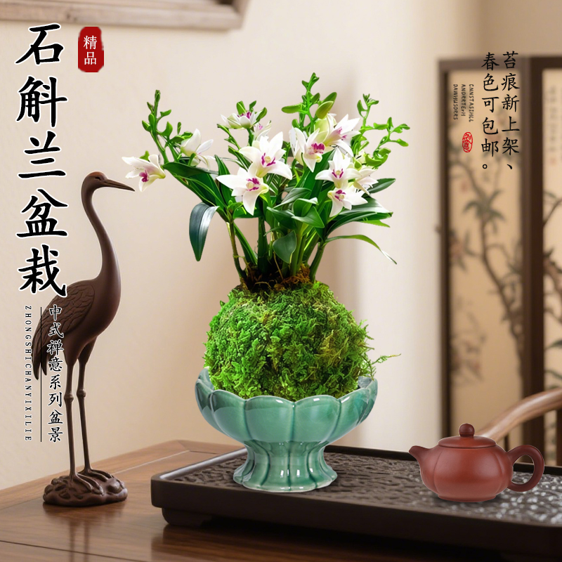 苔藓球植物石斛兰香水盆栽室内办公室阳台改善睡眠懒人适合养的花