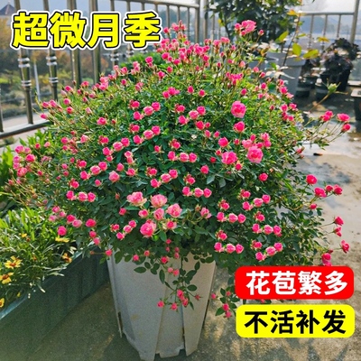 超微月季盆栽果汁阳台室内客厅阳台庭院地栽月季花苗四季好养花卉