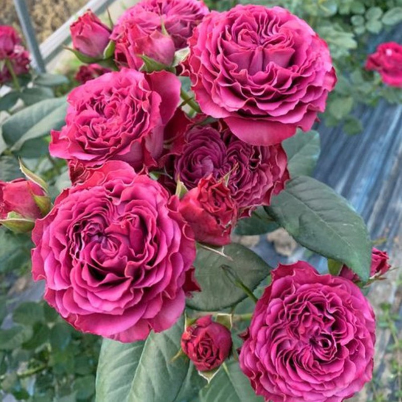 阳台灌木月季珍贵时刻花苗盆栽欧月玫瑰庭院花园多季开花植物花卉