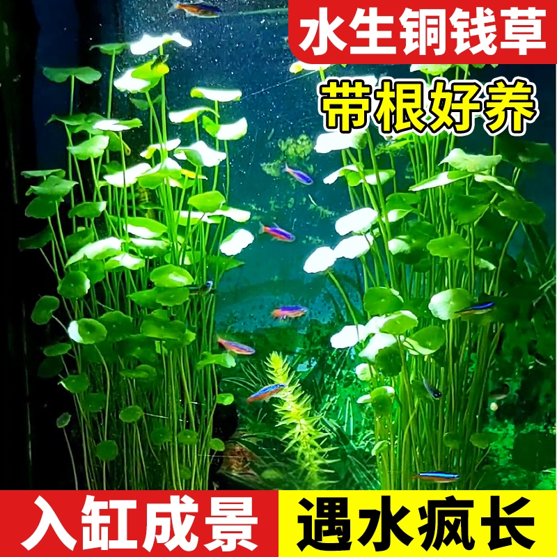 大叶铜钱草水培植物和鱼共养金钱草鱼缸专用造景水草净化水质绿植