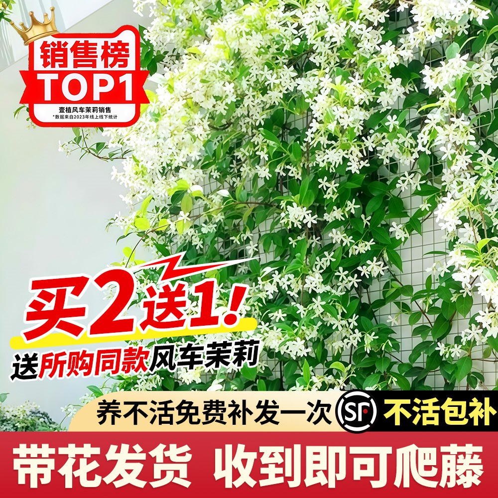 风车茉莉爬藤植物盆栽藤蔓垂丝花卉室外阳台庭院绿植懒人好养易活