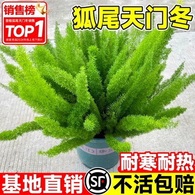 狐尾天门冬盆栽大苗阳台庭院室内外四季常青耐热九尾狐真花卉植物