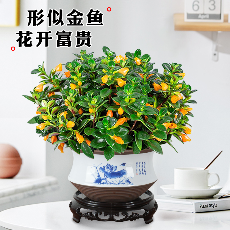 金鱼花吊兰盆栽室内花四季好养盆栽开花不断阳台花卉桌面小绿植