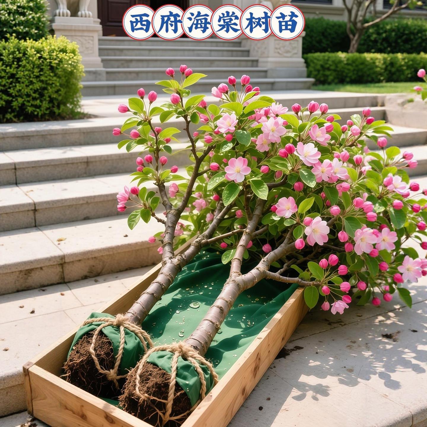 海棠花树苗高杆庭院室外地栽西府海棠垂丝海棠树大型花卉西府海棠