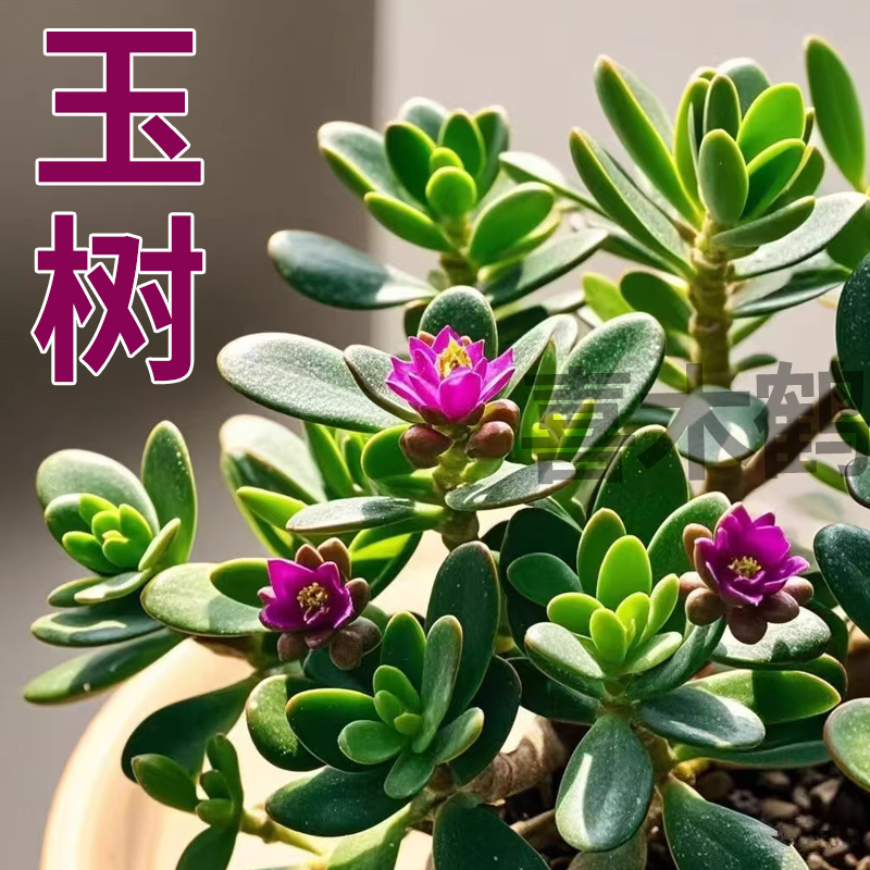 新品玉树老桩四季开花浓香多肉盆栽红边玉树室内桌面净化空气