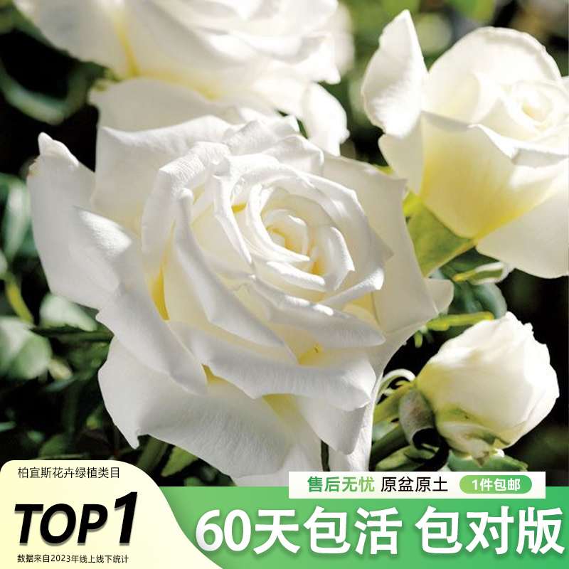 保罗二世月季花苗灌木爬滕蔷薇多季开花庭院阳台浓香花卉盆栽好养