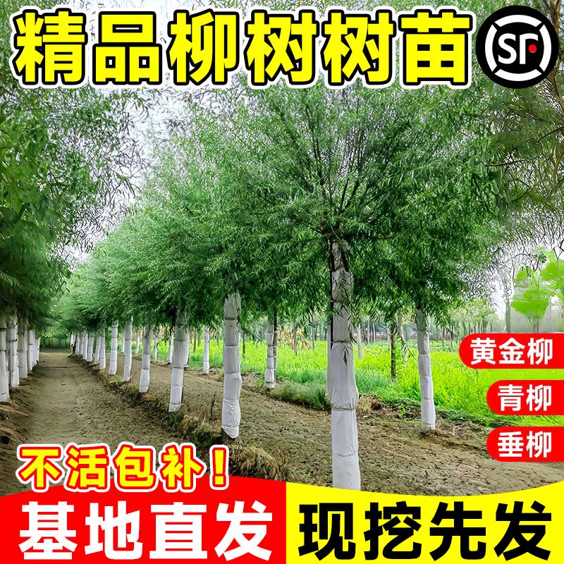 柳树树苗垂黄金柳树苗庭院四季好养绿化风景树行道树速生金丝垂柳