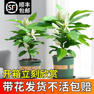 白兰花玉兰树苗花卉植物室内花好养绿植盆栽易活带花苞多季开仁化