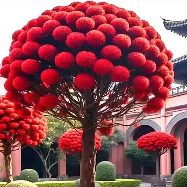 流苏树苗白流苏花树苗盆栽庭院地栽四季风景绿化苗木油根子流苏苗