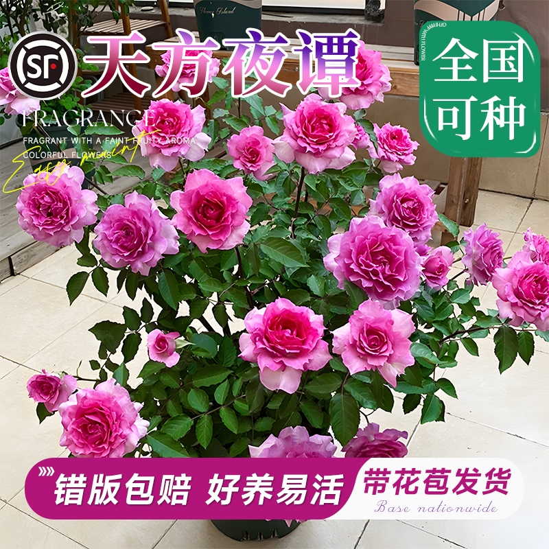 天方夜谭月季浓香大苗多季开花卉盆栽玫瑰花苗阳台庭院爬藤绿植物