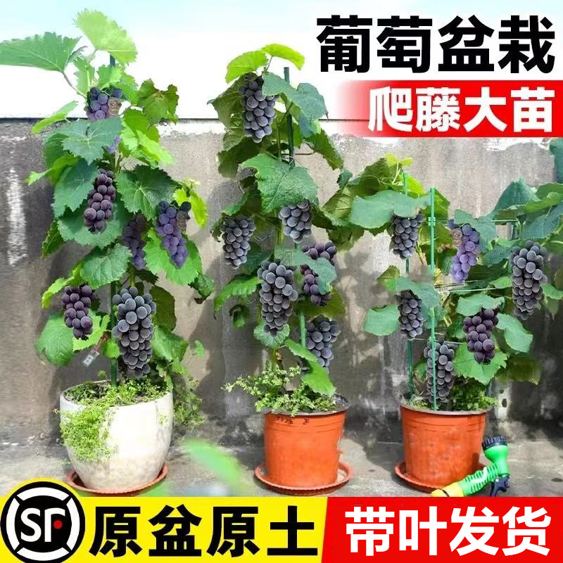 带叶阳光玫瑰葡萄树苖巨峰爬藤葡萄苗盆栽地栽南方种植北方耐寒
