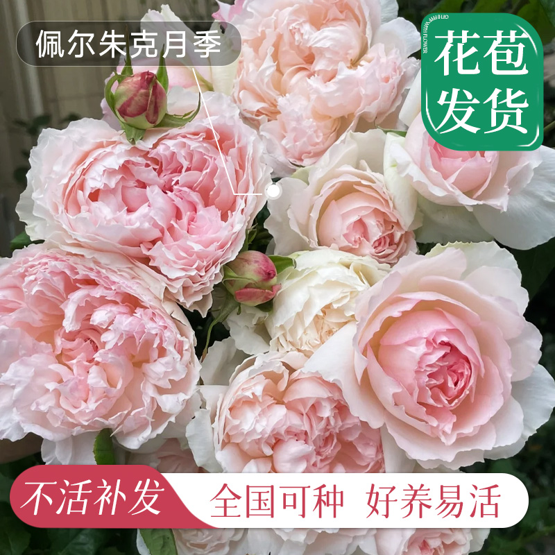 佩尔朱克月季浓香大花多季开花卉蔷薇灌木阳台盆栽带花苞花卉植物