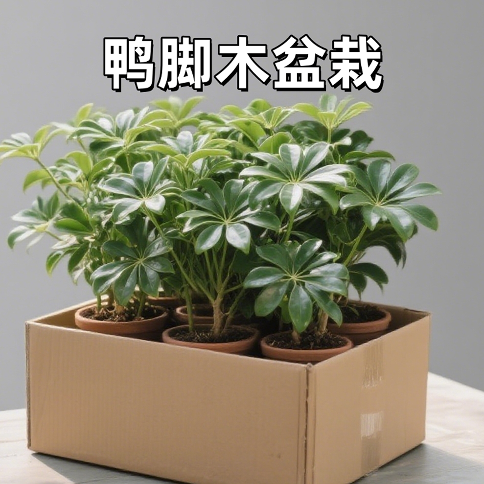 鸭脚木盆栽八方来财室内客厅大门口净化空气大型绿植招财树七叶莲