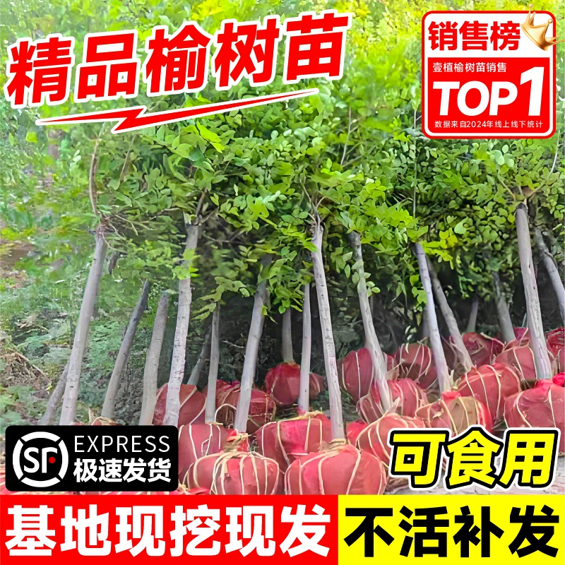 榆钱树苗可食用小叶榆树绿化工程大树苗榔榆树地栽庭院风景树盆景