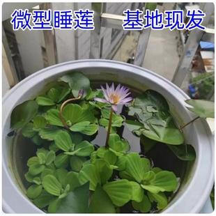花卉花盆栽根块观花水生碗莲荷花带花苞好养 迷你睡莲水培植物四季