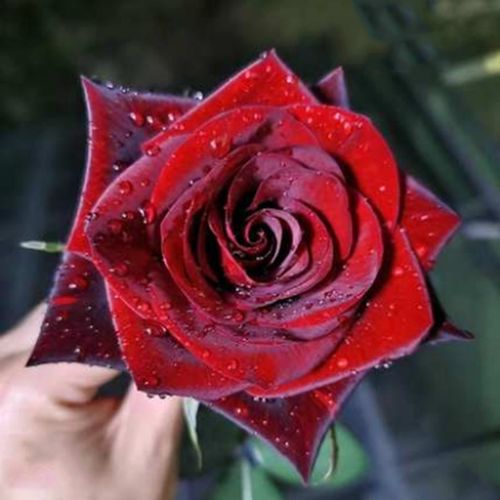 月季花苗黑巴克玫瑰苗四季开花阳台庭院盆栽地栽绿植花卉浓香大花