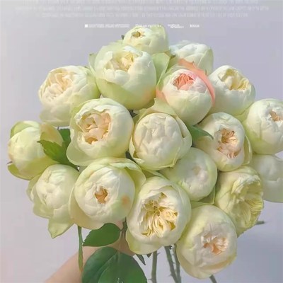 夏雨荷 超新品切花月季花苗绿植花卉玫瑰阳台庭院盆栽地栽