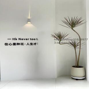 造型七彩铁盆栽网红千年木大型室内客厅绿植龙血树办公室好养植物