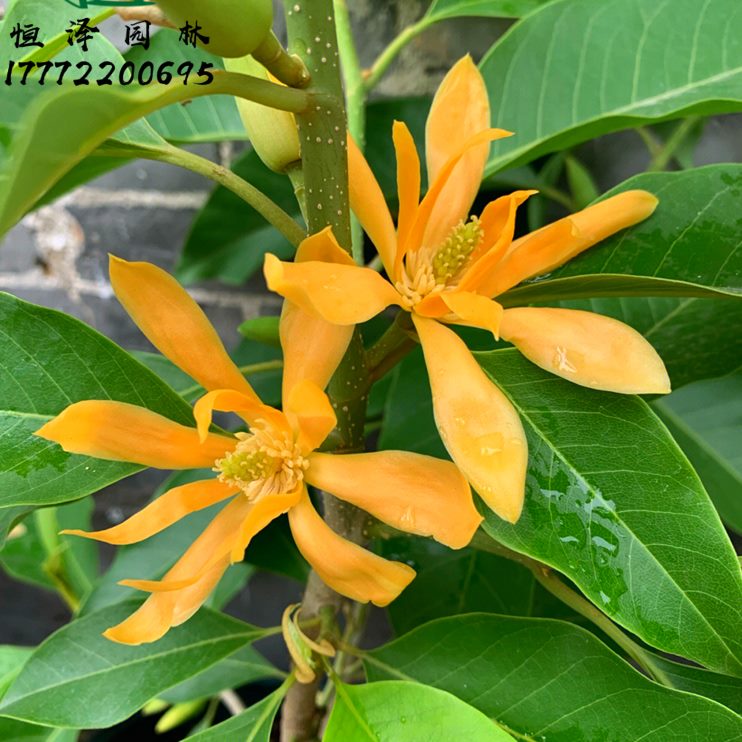 四季常青桷大型白兰花树苗兰花室内黄别墅风景浓香庭院树盆栽花卉