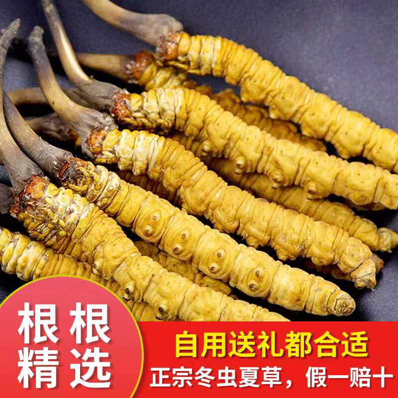 冬虫夏草官旗舰店头期正品礼盒装